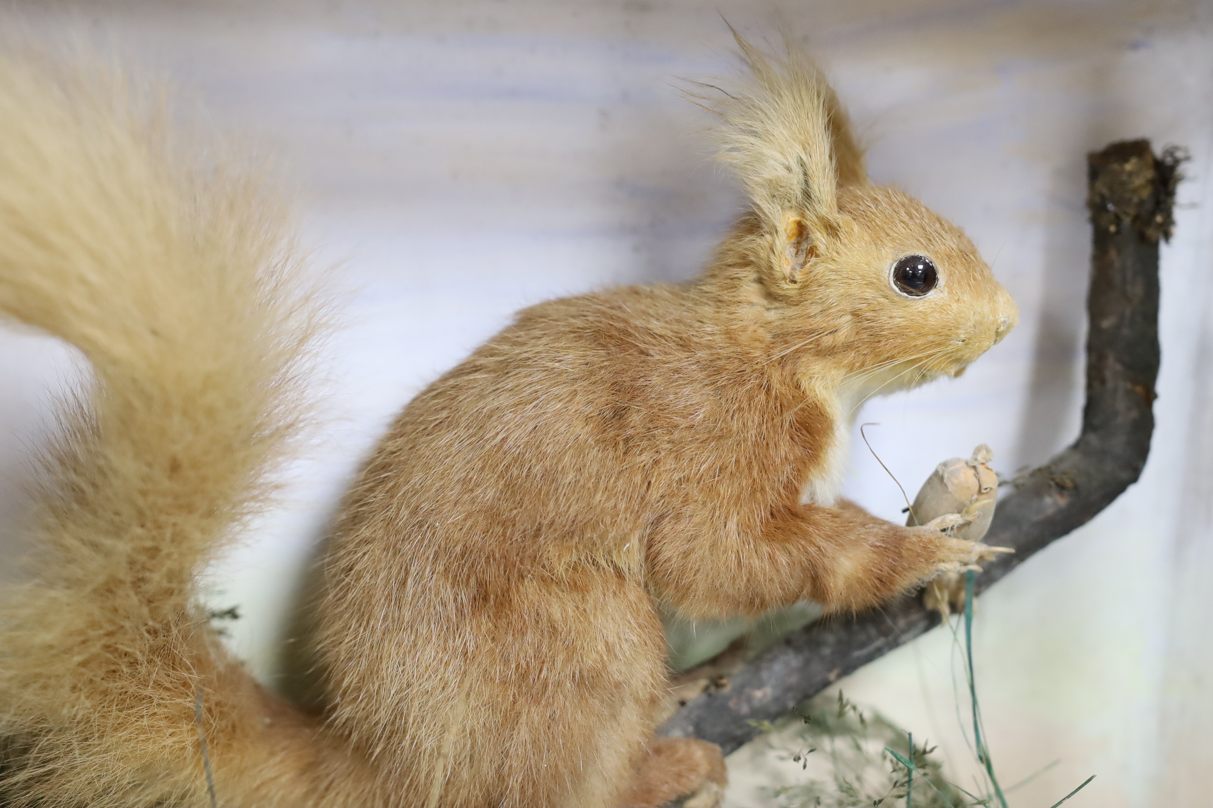 A cased taxidermist red squirrel, 35cm tall